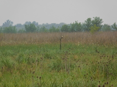 Rupornis magnirostris
