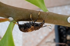 Stenocerus fulvitarsis