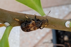 Stenocerus fulvitarsis