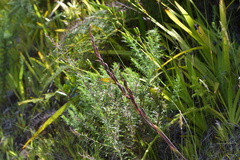 Thelymitra longifolia