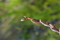 Thelymitra longifolia