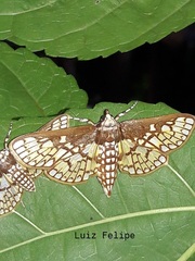 Polygrammodes dubialis