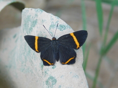Riodina lysippoides