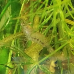 Palaemon antennarius