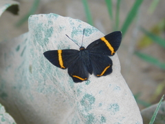 Riodina lysippoides