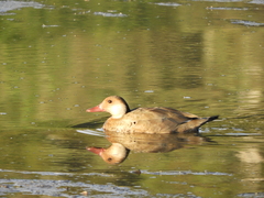 Amazonetta brasiliensis