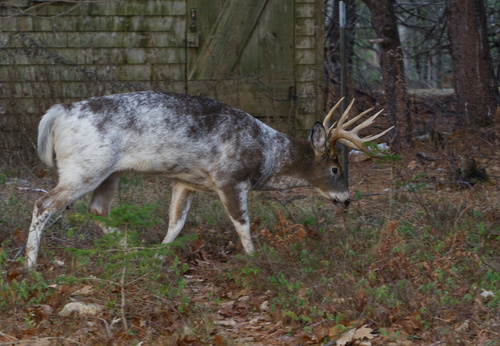White-tailed Deer photographed in Maine