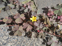 Oxalis corniculata