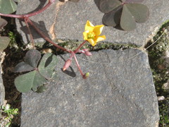 Oxalis corniculata
