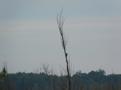 Melanerpes candidus
