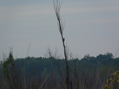 Melanerpes candidus