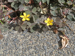 Oxalis corniculata