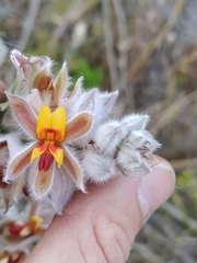 Jacksonia floribunda