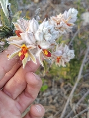 Jacksonia floribunda