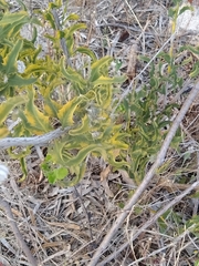 Jacksonia floribunda