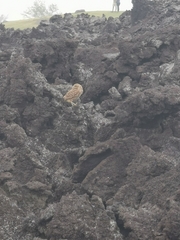 Image of Athene cunicularia