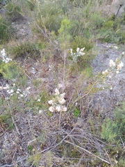 Jacksonia floribunda