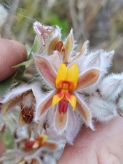 Jacksonia floribunda