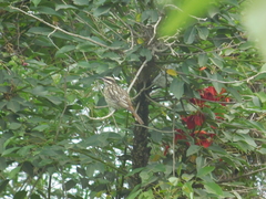Myiodynastes maculatus