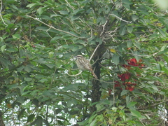 Myiodynastes maculatus