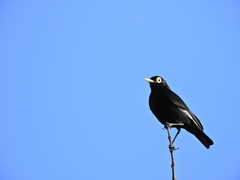 Hymenops perspicillatus