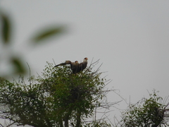 Caracara plancus
