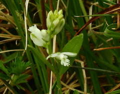 Polygala serpyllifolia