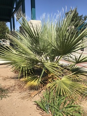Washingtonia