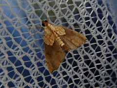 Agrotera nemoralis