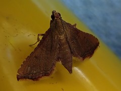 Endotricha olivacealis