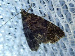 Protodeltote distinguenda