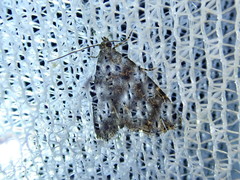 Protodeltote distinguenda