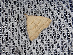 Herminia arenosa