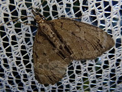 Heterothera postalbida