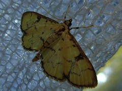 Goniorhynchus butyrosus