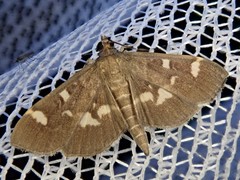 Herpetogramma luctuosalis