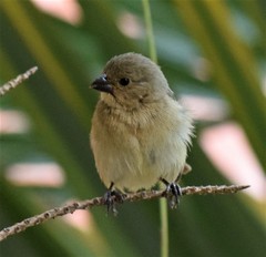 Sporophila nigricollis