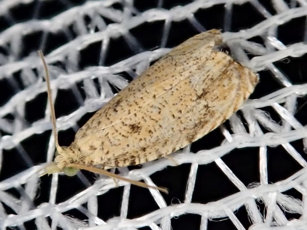 Neoanathamna nipponica