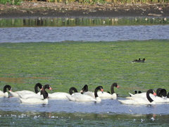 Cygnus melancoryphus