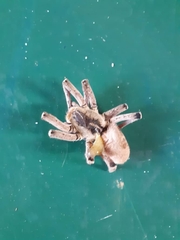 Afroneutria erythrochelis