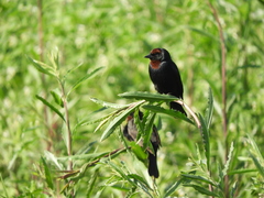 Chrysomus ruficapillus