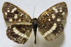 Anthanassa tulcis