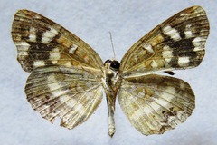 Anthanassa tulcis