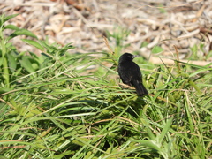 Agelasticus cyanopus