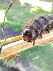 Heliconisa pagenstecheri