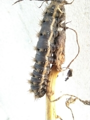 Heliconisa pagenstecheri