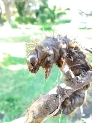 Heliconisa pagenstecheri