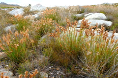 Elegia spathacea