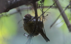 Schoeniparus castaneceps