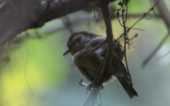 Schoeniparus castaneceps
